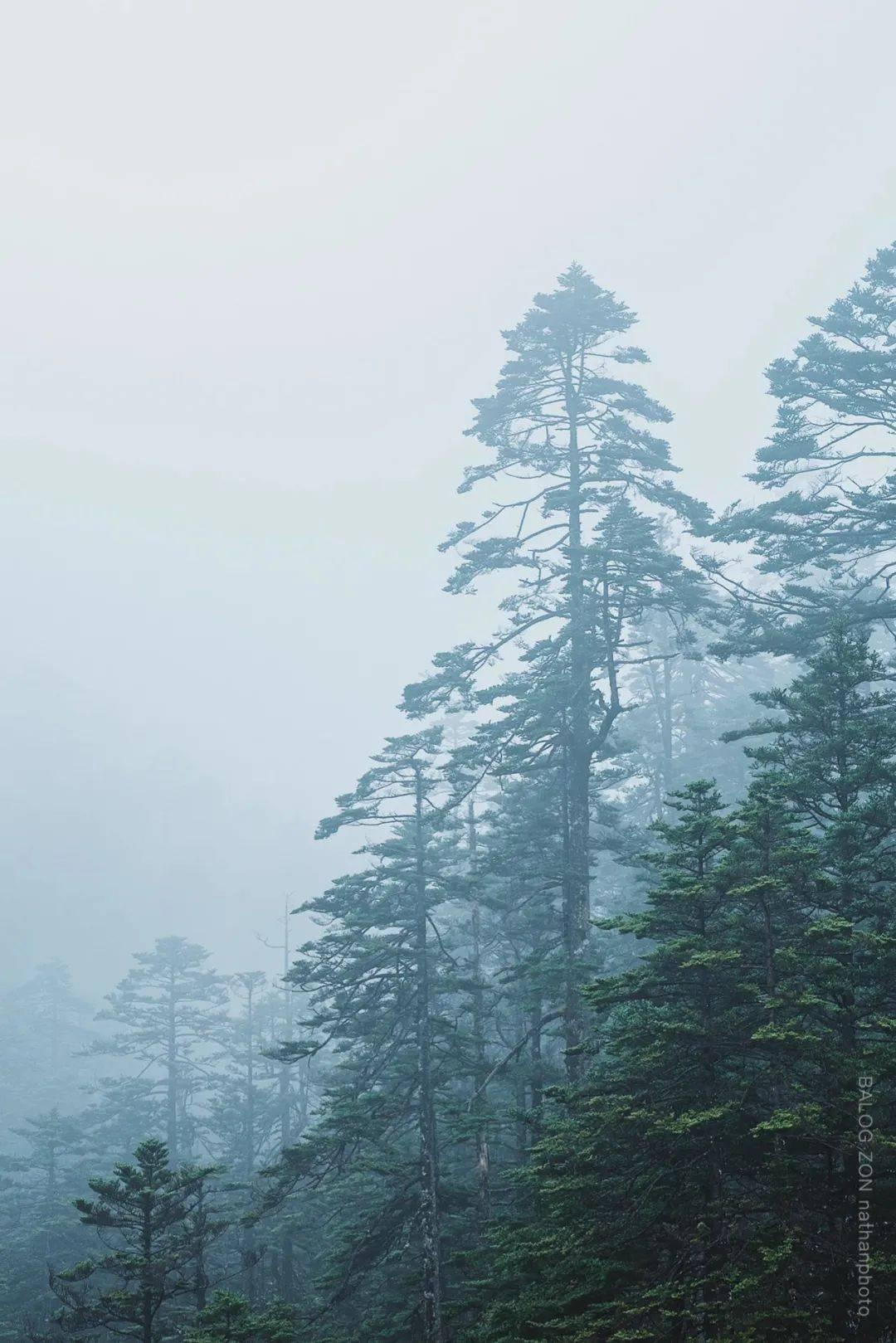 狍子雪地被困,被当地养殖户解救后呆在原地,久久不肯离去