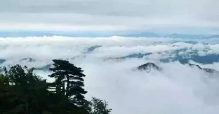 春雨直播app
